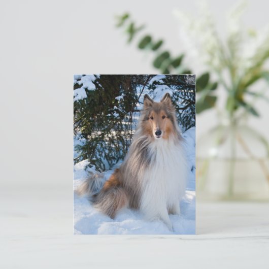 Collie Briefkaart (Staand voorkant)