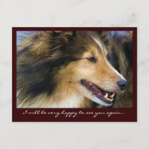 Collie Briefkaarten