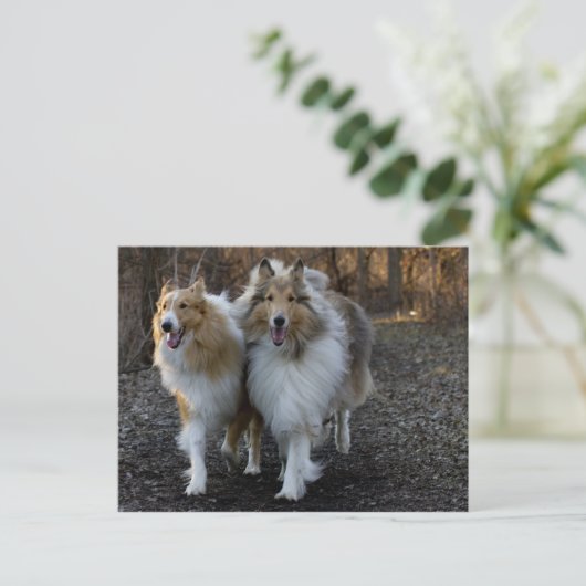 Collie Buddies Briefkaart (Staand voorkant)