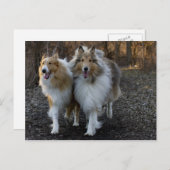 Collie Buddies Briefkaart (Voorkant / Achterkant)