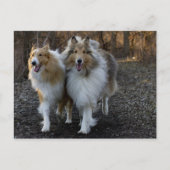 Collie Buddies Briefkaart (Voorkant)