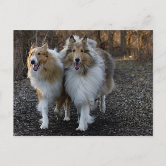Collie Buddies Briefkaart (Voorkant)