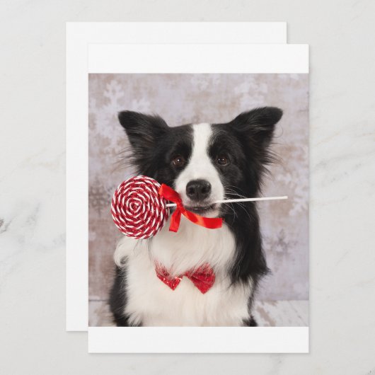 Collie cane feestdagenkaart (Voorkant / Achterkant)