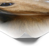 Collie Canvas afdrukken Poster (Hoek)