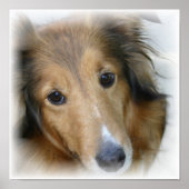 Collie Canvas afdrukken Poster (Voorkant)