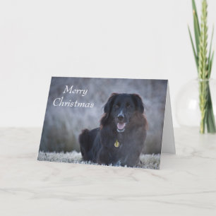 Collie Cross Feestdagen Kaart
