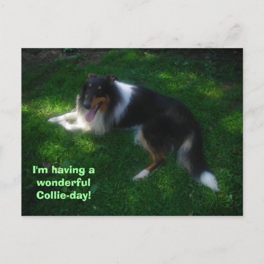 collie-day-briefkaart briefkaart (Voorkant)