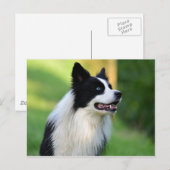 Collie Dog aan de zwarte en witte rand Briefkaart (Voorkant / Achterkant)