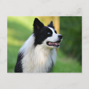 Collie Dog aan de zwarte en witte rand Briefkaart