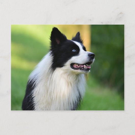 Collie Dog aan de zwarte en witte rand Briefkaart (Voorkant)