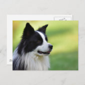 Collie Dog aan de zwarte en witte rand Briefkaart (Voorkant / Achterkant)