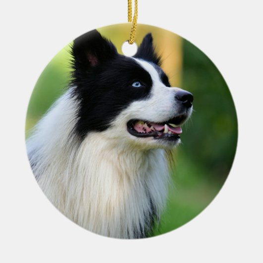 Collie Dog aan de zwarte en witte rand Keramisch Ornament (Voorkant)