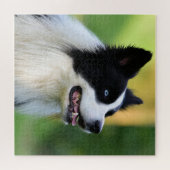 Collie Dog aan de zwarte en witte rand Legpuzzel (Horizontaal)