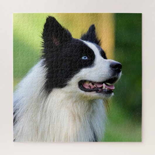 Collie Dog aan de zwarte en witte rand Legpuzzel (Verticaal)