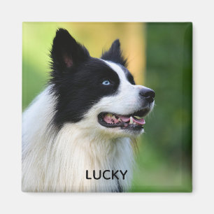 Collie Dog aan de zwarte en witte rand Magneet
