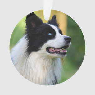 Collie Dog aan de zwarte en witte rand Ornament
