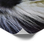 Collie Dog aan de zwarte en witte rand Poster (Hoek)