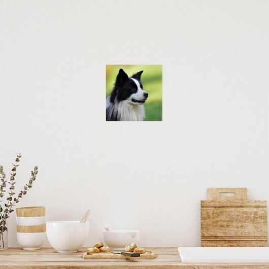 Collie Dog aan de zwarte en witte rand Poster (Keuken)