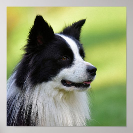 Collie Dog aan de zwarte en witte rand Poster (Voorkant)