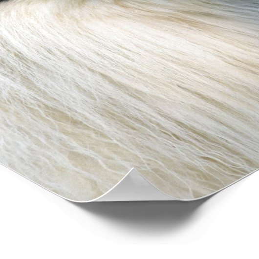 Collie Dog aan de zwarte en witte rand Poster (Hoek)