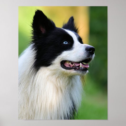 Collie Dog aan de zwarte en witte rand Poster (Voorkant)