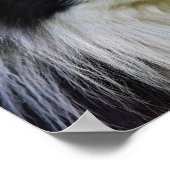 Collie Dog aan de zwarte en witte rand Poster (Hoek)