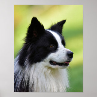 Collie Dog aan de zwarte en witte rand Poster