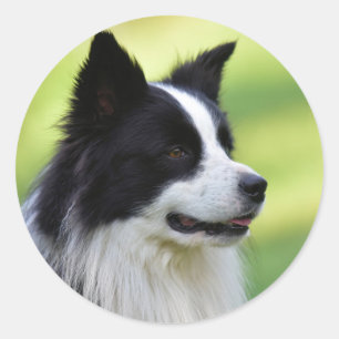 Collie Dog aan de zwarte en witte rand Ronde Sticker