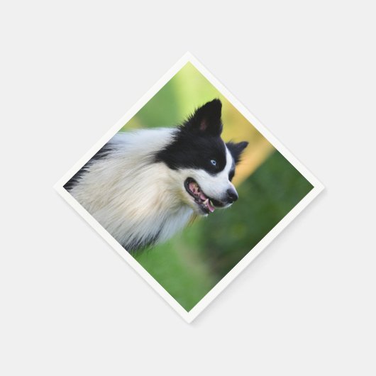 Collie Dog aan de zwarte en witte rand Servet (Hoek)