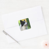 Collie Dog aan de zwarte en witte rand Vierkante Sticker (Envelop)