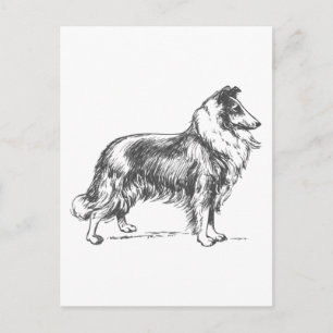 Collie Dog Briefkaart