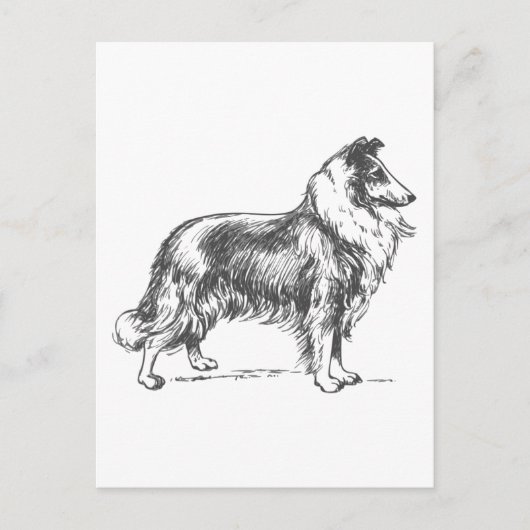 Collie Dog Briefkaart (Voorkant)