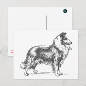 Collie Dog Briefkaart (Voorkant / Achterkant)