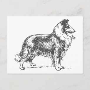 Collie Dog Briefkaart