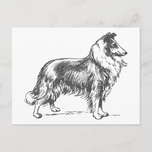 Collie Dog Briefkaart (Voorkant)
