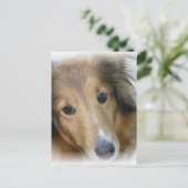 Collie Dog Briefkaart (Staand voorkant)