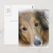 Collie Dog Briefkaart (Voorkant / Achterkant)