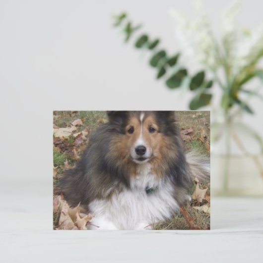 Collie Dog Briefkaart (Staand voorkant)