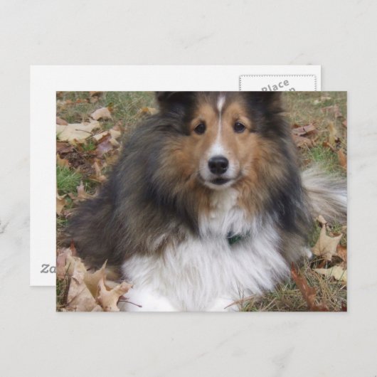 Collie Dog Briefkaart (Voorkant / Achterkant)