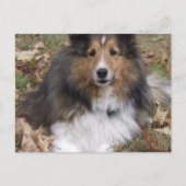 Collie Dog Briefkaart (Voorkant)