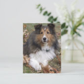 Collie Dog Briefkaart (Staand voorkant)