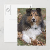 Collie Dog Briefkaart (Voorkant / Achterkant)