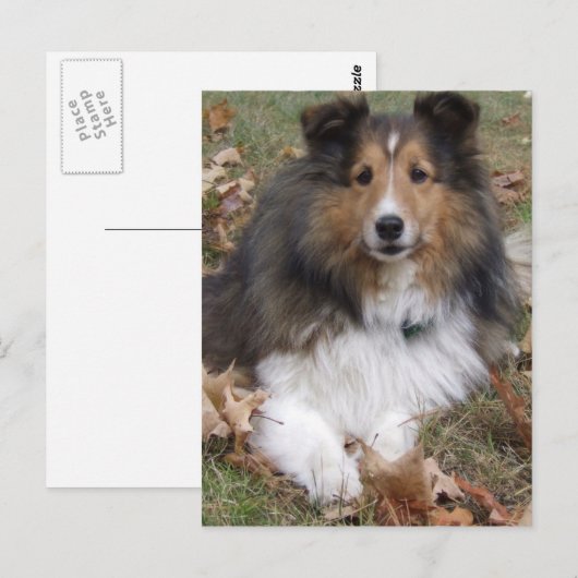 Collie Dog Briefkaart (Voorkant / Achterkant)