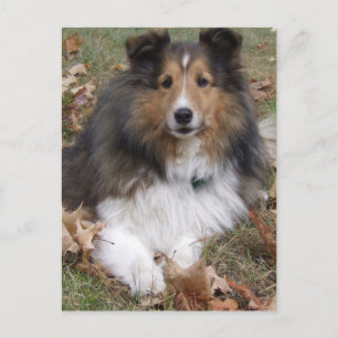 Collie Dog Briefkaart