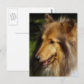 Collie Dog Foto Briefkaart (Voorkant / Achterkant)