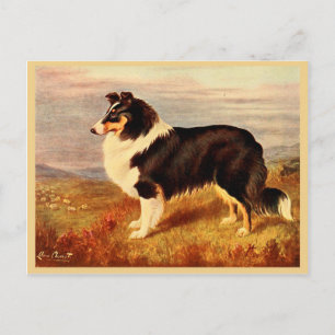 Collie dog  illustratie briefkaart