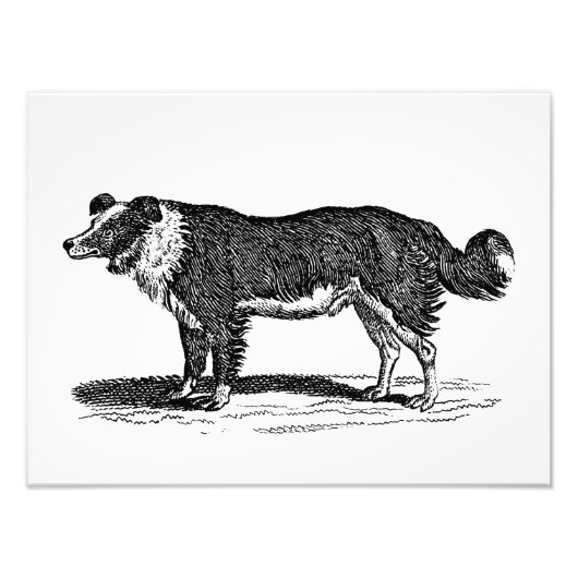  Collie Dog Illustratie van de Grens van 1800 Foto Afdruk (Voorkant)
