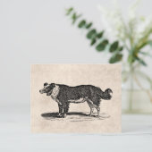  Collie Dog Illustratie van de Grens van 1800s Briefkaart (Staand voorkant)