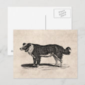  Collie Dog Illustratie van de Grens van 1800s Briefkaart (Voorkant / Achterkant)