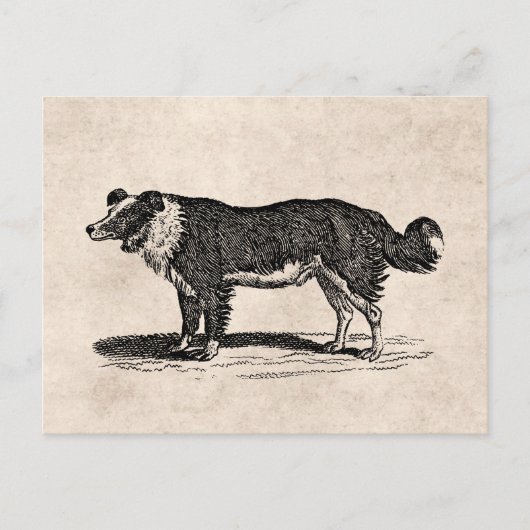  Collie Dog Illustratie van de Grens van 1800s Briefkaart (Voorkant)